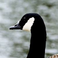 Buy canvas prints of  Close up of a Canada Goose by Frank Irwin