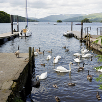 Buy canvas prints of  Mooring posts on Windermere by Frank Irwin