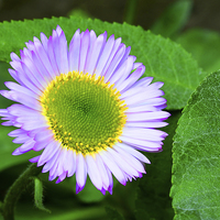 Buy canvas prints of  Close up of a lovely Aster by Frank Irwin