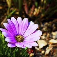 Buy canvas prints of  The beautiful Osteospermum by Frank Irwin