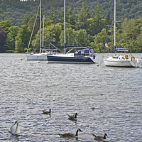Buy canvas prints of Three yachts lie anchored on Windermere by Frank Irwin