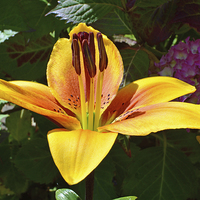 Buy canvas prints of A beautiful yellow lily by Frank Irwin