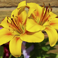 Buy canvas prints of Beautiful yellow lilies by Frank Irwin