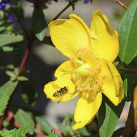 Buy canvas prints of  The 'intricate' Hypericum bloom by Frank Irwin