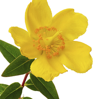 Buy canvas prints of  A single Hypericum bloom by Frank Irwin