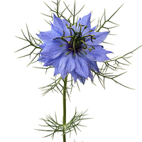 Buy canvas prints of  Love in a  mist, "Miss Jekyll" by Frank Irwin