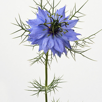 Buy canvas prints of Love in a  mist, "Miss Jekyll" by Frank Irwin