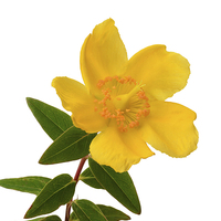 Buy canvas prints of  Hypericum bloom in all its glory by Frank Irwin