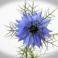 Buy canvas prints of  Love in a mist "vignetted" by Frank Irwin