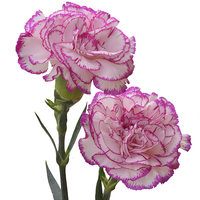 Buy canvas prints of  A pair of beautiful carnations by Frank Irwin
