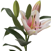 Buy canvas prints of A beautiful Whitish/pink lily by Frank Irwin