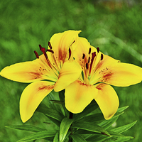 Buy canvas prints of  Beautiful Yellow Lilies by Frank Irwin