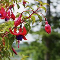 Buy canvas prints of Beautiful colourful Fuchsia by Frank Irwin