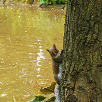 Buy canvas prints of  A Cute squirrel pops out from behind a tree! by Frank Irwin