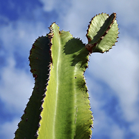 Buy canvas prints of  Canary Island Cactus by Frank Irwin