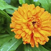 Buy canvas prints of  Colourful Orange Signet Marigold by Frank Irwin