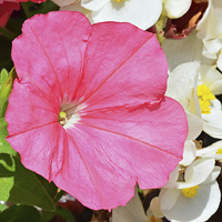 Buy canvas prints of  Beautiful Pink Petunia by Frank Irwin