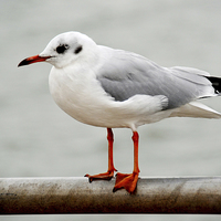 Buy canvas prints of  The red-billed gull, aka the mackerel gull by Frank Irwin