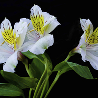 Buy canvas prints of Alstromeria in all its glory by Frank Irwin