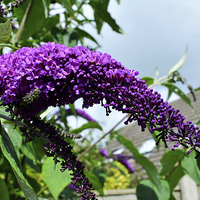 Buy canvas prints of  A sprig of Purple Buddleia by Frank Irwin