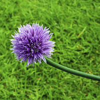 Buy canvas prints of  A fully grown chive by Frank Irwin