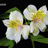 Buy canvas prints of Alstromeria in all its glory by Frank Irwin