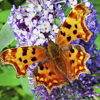 Buy canvas prints of  The beautiful "Comma" butterfly in all its glory by Frank Irwin