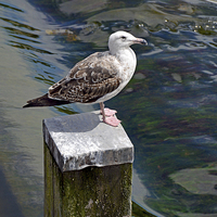 Buy canvas prints of  A seagull having a rest at the weir in Chester by Frank Irwin