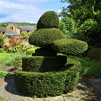 Buy canvas prints of  Cotswolds example of Topiary work by Frank Irwin