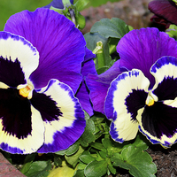 Buy canvas prints of  Colourful pansies in full bloom by Frank Irwin