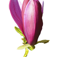 Buy canvas prints of  A Beautiful Magnolia flower head by Frank Irwin