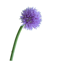 Buy canvas prints of  Pretty Chive by Frank Irwin