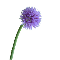 Buy canvas prints of A Pretty Chive by Frank Irwin