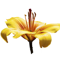 Buy canvas prints of  A beautiful yellow Lily head in all its glory by Frank Irwin
