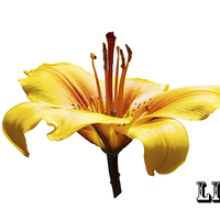 Buy canvas prints of A beautiful yellow Lily head in all its glory   by Frank Irwin