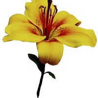 Buy canvas prints of  A beautiful close up of a Yellow Lily by Frank Irwin