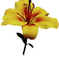 Buy canvas prints of A beautiful close up of a Yellow Lily by Frank Irwin
