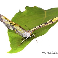 Buy canvas prints of The beautiful "Malachite" butterfly by Frank Irwin