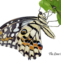 Buy canvas prints of  The Common Lime butterfly by Frank Irwin