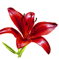 Buy canvas prints of  A beautiful Red Lily in all its glory by Frank Irwin