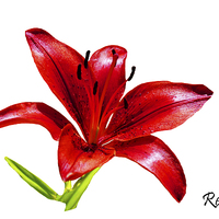 Buy canvas prints of A beautiful Red Lily in all its glory by Frank Irwin