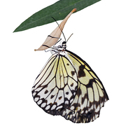 Buy canvas prints of  The beautiful "White Tree Nymph" butterfly by Frank Irwin