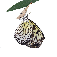 Buy canvas prints of The beautiful "White Tree Nymph" butterfly by Frank Irwin