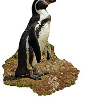 Buy canvas prints of  The Humboldt Penguin by Frank Irwin