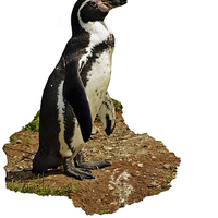 Buy canvas prints of The Humboldt Penguin by Frank Irwin