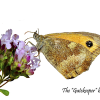 Buy canvas prints of The Gatekeeper butterfly feeding by Frank Irwin