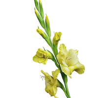 Buy canvas prints of  Beautiful Yellow Gladiola in all its glory by Frank Irwin