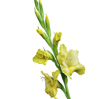 Buy canvas prints of Beautiful Yellow Gladiola in all its glory by Frank Irwin