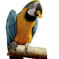 Buy canvas prints of  Beautiful Blue & Gold Macaw by Frank Irwin