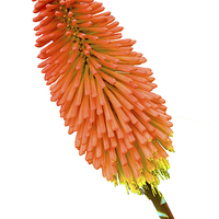 Buy canvas prints of Red Hot Poker plant, Kniphofia. by Frank Irwin